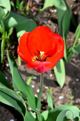 Bright red tulip shot from top to bottom.
