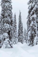 Spruce trees covered by snow in Riisitunturi National Park, Finland