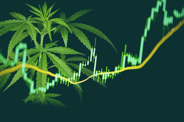 Business marijuana cannabis leaves with stock graph charts on the stock market exchange or trading...