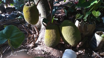Jack Tree which has it's jack fruit on the floor