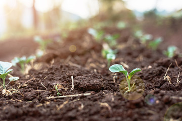 cabbage small plantation growing on soil. Agriculture concept