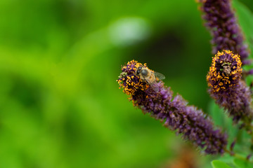 Honey bee crawling on False Indigo bush