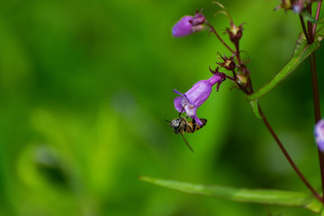 Honey bee hanging on Purple Coneflower
