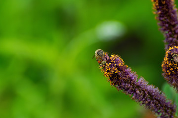 Honey bee collecting pollen from flower