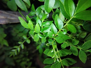 green leaves background