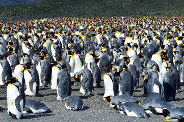 king penguin colony on the rocks