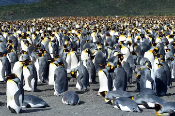 Fotobehang king penguin colony on the rocks © Sergey