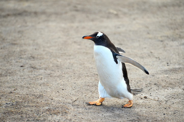 penguin on the beach walking to the hunting