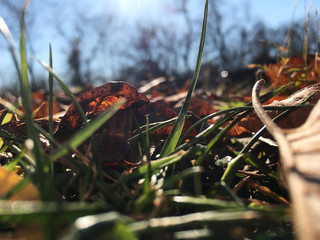 close-up of leaves and grass on ground