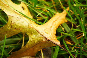autumn leaf with dew