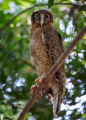 Rufous Owl (Ninox rufa) in the wild, Darwin, Australia