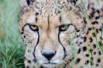 Eyes of a cheetah