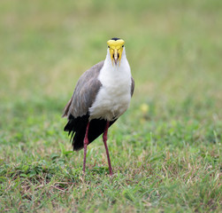 Masked Lapwing (Vanellus Miles), Darwin, Australia