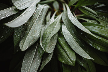 Fototapeta premium Drops of rain on the green leaves