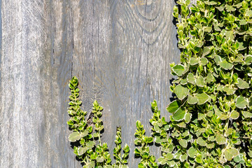Place for text. Young twigs of a plant with green leaves on a wooden background on a sunny day. Place for text.