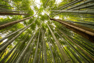 Bamboo tree forest  in Arashiyama, Kyoto.