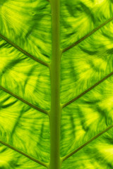 Tropical bright green leaf texture for background