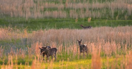 three deer move through grassy meadow at sunset