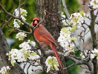 Cardinal in Flowering Tree