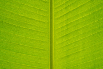 Abstract tropical green leaf texture for background