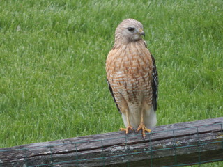 Hawk Sitting on Fence