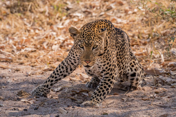 Fototapeta na wymiar Crouching Leopard - south Africa