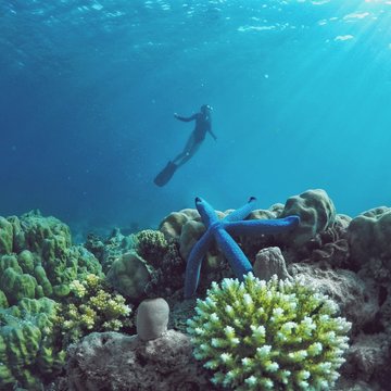 Low Angle View Of Woman Scuba Diving Over Starfish And Corals Undersea
