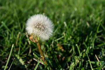 dandelion