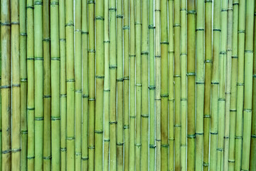 Calm plant background. Many bamboo stalks are pale green in color. Asian motifs in the design. Bamboo. Decorative material that imitates bamboo.