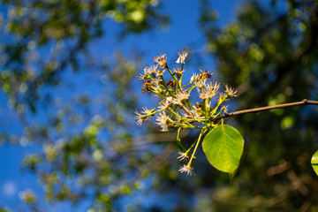 tree flower with no petals