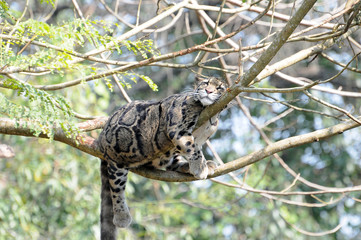 The beautiful leopard in a tree