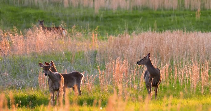 deer trio in meadow at sunset grasses backlit