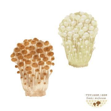 22 Best ブラウンえのき Images Stock Photos Vectors Adobe Stock