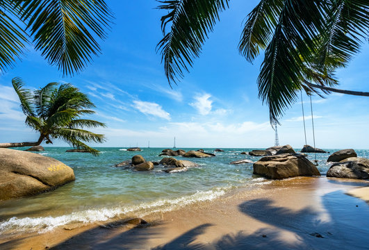 coconut tree at coconut beach on Son island, Kien Giang, Vietnam. Near Phu Quoc island