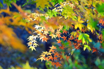 아름다운 가을 단풍