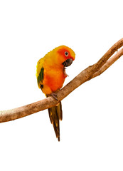 orange parrot named sun conure on tree branch