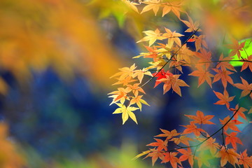 아름다운 가을 단풍