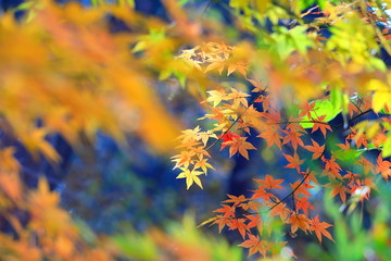 아름다운 가을 단풍