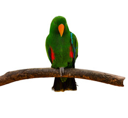eclectus parrot with green feather