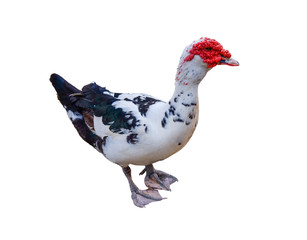 one duck isolated with red face - Powered by Adobe