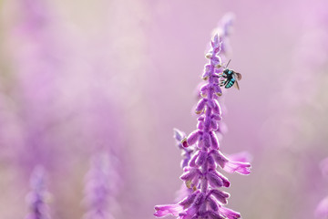 Neon blue cuckoo bee on flower in field of purple sage salvia