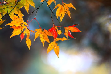 아름다운 가을 단풍