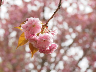 Cherry blossom close-up