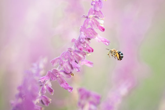 blue banded bee in flight, with purple flower field