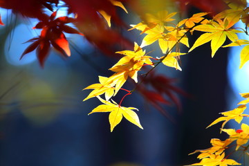 아름다운 가을 단풍