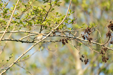 The chiffchaff (Phylloscopus collybita)