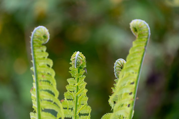 ferns in the forest