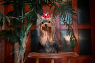 Yorkshire Terrier in the interior. Beautiful grooming.