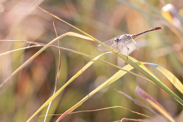Dragonfly on grass, in wetland, with sunlight on wing detail, side view