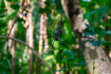 Spider on his web between trees